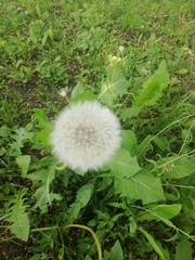 Taraxacum officinale