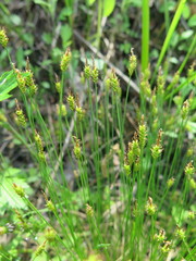 Carex jankowskii