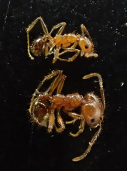 Pheidole hyatti
