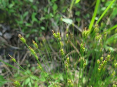 Carex jankowskii