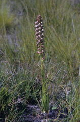 Disa obtusa