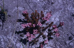 Erica fastigiata