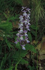 Orchis × colemanii