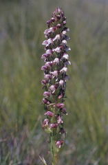 Disa obtusa hottentotica