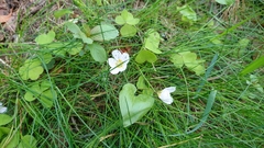 Oxalis acetosella