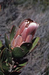 Protea stokoei