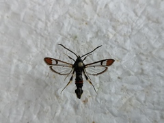 Synanthedon formicaeformis