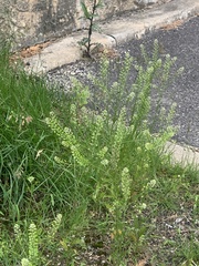 Thlaspi arvense