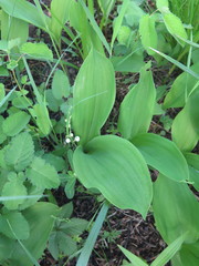 Convallaria keiskei