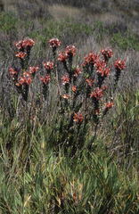 Mimetes capitulatus