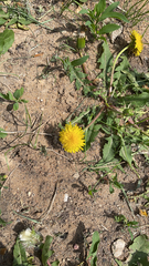 Taraxacum officinale