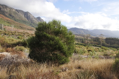 Melaleuca armillaris armillaris