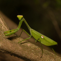 Stagmatoptera praecaria