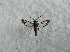 Synanthedon formicaeformis