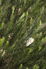 Melaleuca armillaris armillaris