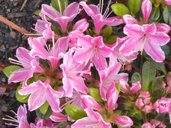 Rhododendron japonicum