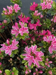Rhododendron japonicum