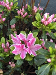 Rhododendron japonicum
