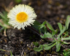 Erigeron allochrous