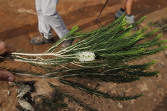 Melaleuca armillaris armillaris
