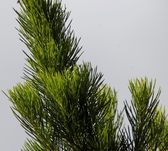 Melaleuca armillaris armillaris