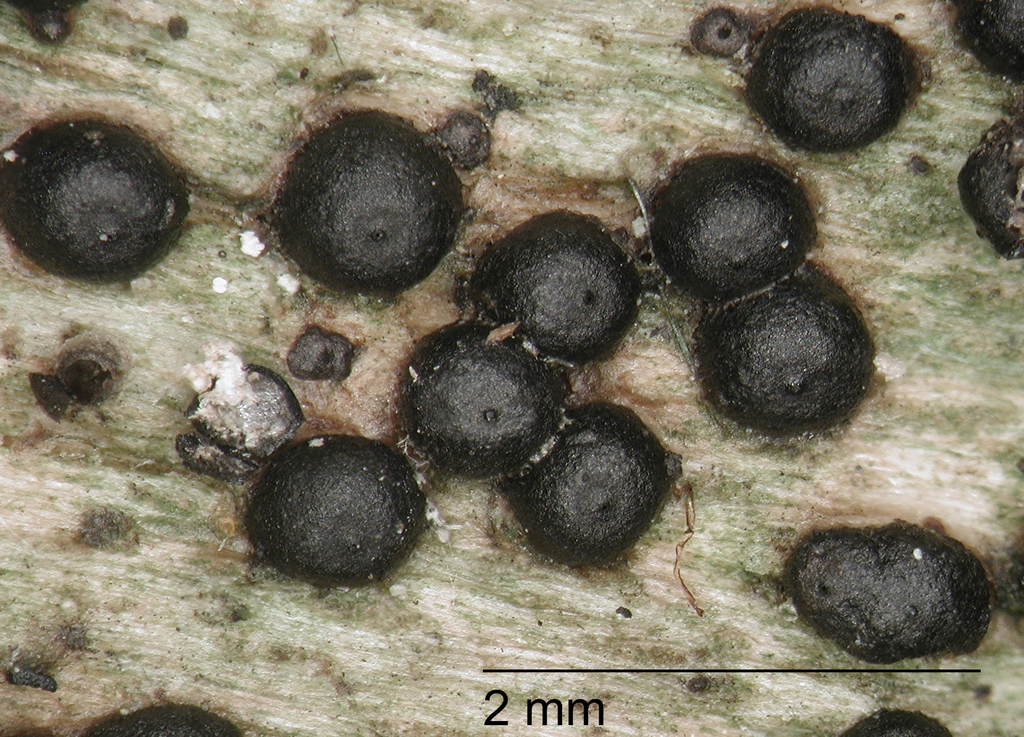 Rosellinia johnstonii