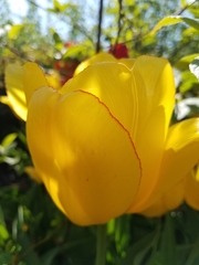Tulipa gesneriana