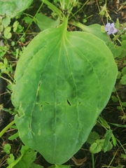 Plantago major