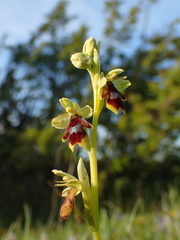 Ophrys insectifera aymoninii