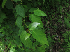 Actinidia polygama