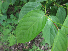 Actinidia polygama