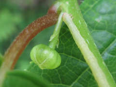 Actinidia polygama