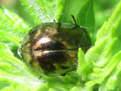 Chrysolina aurichalcea