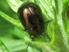 Chrysolina aurichalcea
