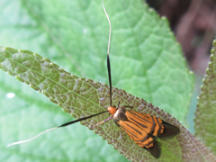 Nemophora staudingerella
