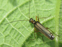 Oedemera amurensis