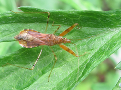 Gorpis brevilineatus