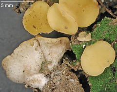 Phaeohelotium undulatum