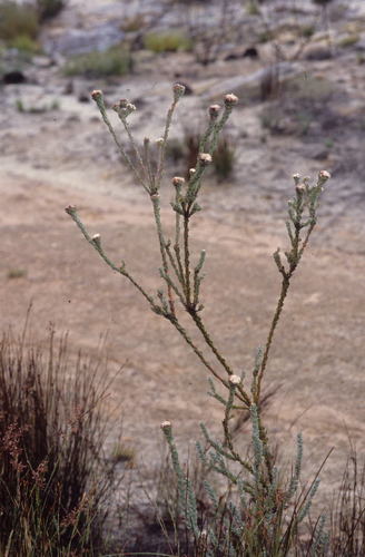 Image of Leucadendron concavum by (c) Tom Lloyd Evans, some rights reserved (CC BY-SA)