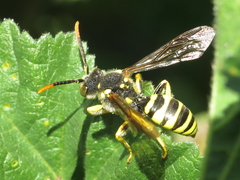Nomada succincta