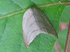 Pseudalbara parvula