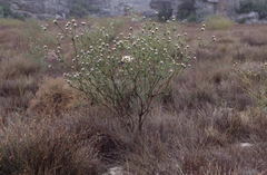 Leucadendron concavum