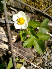 Fragaria vesca