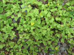 Lysimachia japonica