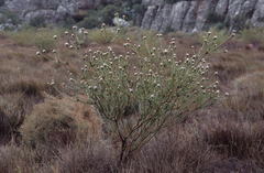 Leucadendron concavum