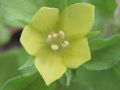 Lysimachia japonica