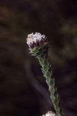 Leucadendron concavum