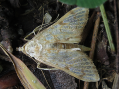 Neoanalthes contortalis