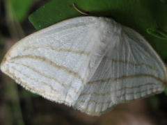 Ditrigona conflexaria