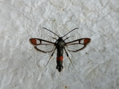 Synanthedon formicaeformis